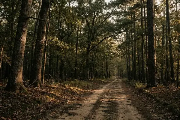 Tactical Analysis of Jackson's Flank March at Chancellorsville